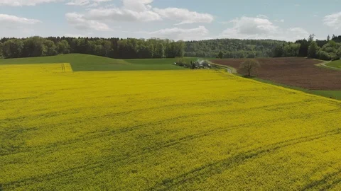 Aerial view of blooming Rapeseed Fields at a sunny Day Video stock 98232662