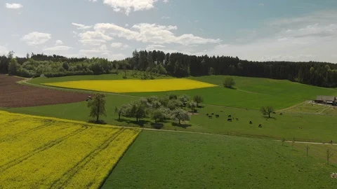 Aerial view of blooming Rapeseed Fields at a sunny Day Video stock 98233526