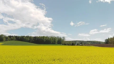 Aerial view of blooming Rapeseed Fields at a sunny Day Stock Footage 101011823