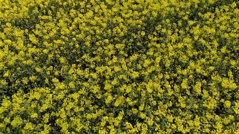 Aerial view of blooming Rapeseed Fields at a sunny Day Stock Footage 101015504
