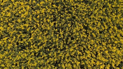 Aerial view of blooming Rapeseed Fields at a sunny Day Stock Footage 101074754