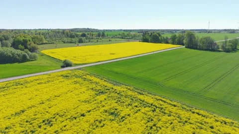 Aerial View of Blooming Rapeseed Fields and Green Landscape During Spring Season Stock-Footage 315537888