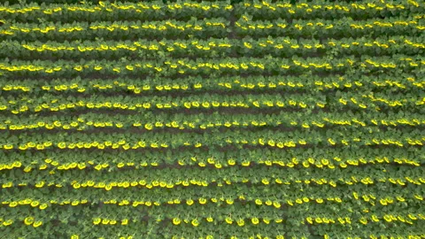 Aerial view of blooming rows of sunflowers in an agricultural field Stock Footage 202130108