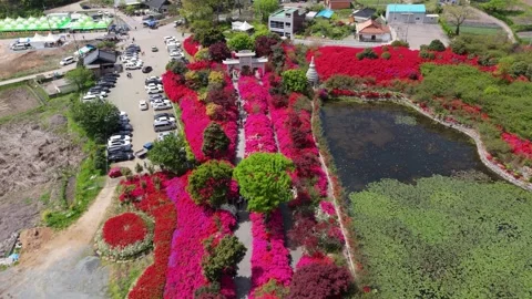 Aerial View of Blooming Spring Garden and Pond in South Korea 動画素材 325653771