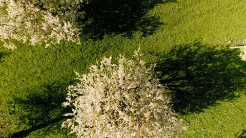Aerial view blooming tree with spring. Stock Footage 306647812