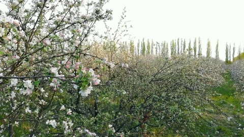 Aerial view of blooming trees in apple orchard, drone rises up Stock Footage 108725763