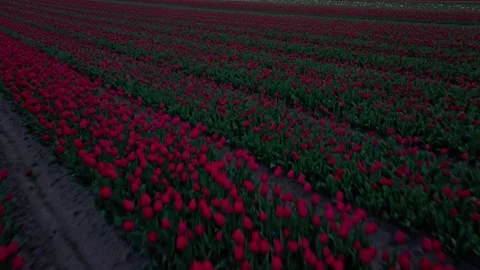 Aerial view of blooming tulip fields and old church near Den Oever, Holland Stock Footage 313156599