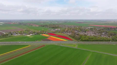 Aerial view of blooming tulip fields beside a bustling Dutch highway Stock Footage 313165766