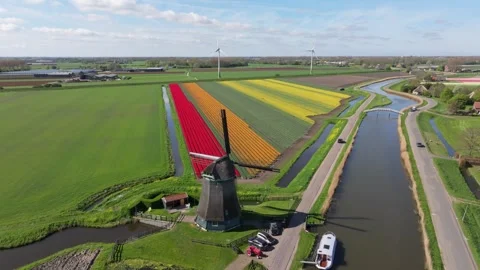 Aerial view of blooming tulip fields and windmill lining a river with boat Stock Footage 313166467