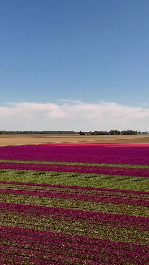 Aerial view of blooming tulip fields in the netherlands Video stock 327113932