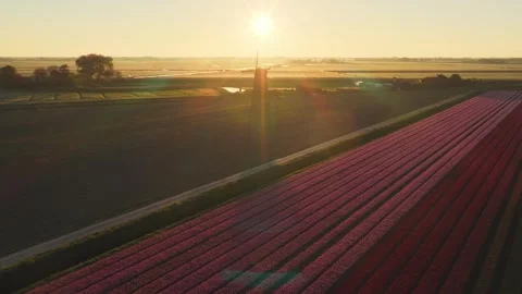 Aerial view of blooming tulip fields and a windmill at sunrise, Netherlands. Stock Footage 334330743