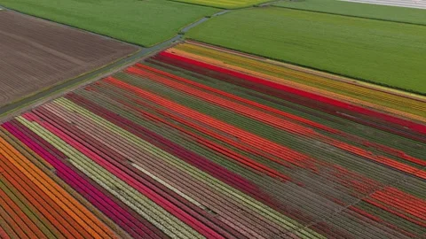 Aerial view of blooming tulip fields in the netherlands Stock Footage 342281446