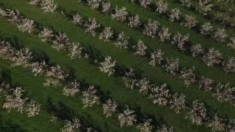 Aerial view of blossoming fruit trees. Stock Footage 69111942