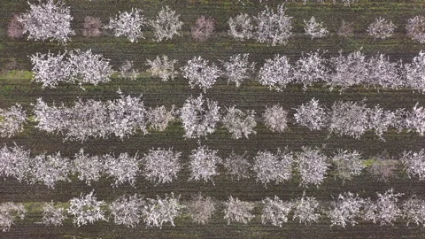 Aerial view of blossoming fruit trees Stock Footage 150571833