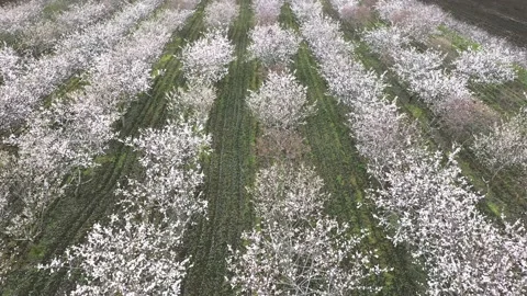 Aerial view of blossoming fruit trees 스톡 동영상 150571875