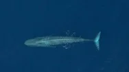 Aerial View Of Blue Whale In Calm Blue Ocean, Close Top Down View Stock Footage