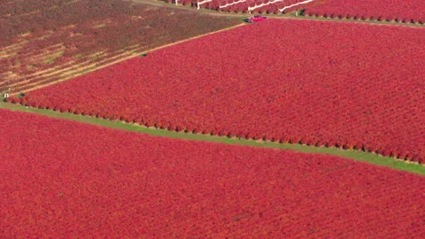 Aerial view of blueberry fields in Oregon Stock Footage 235468848