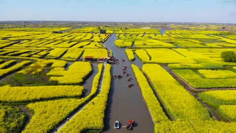 Aerial View of a Boat Moving Through Rapeseed Flower Fields Along a Canal Video stock 341876141