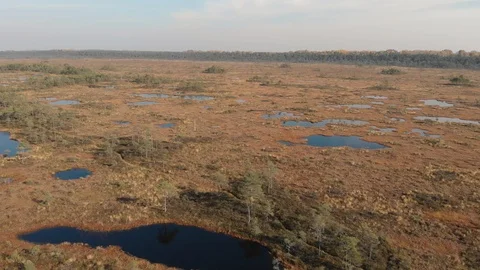 Aerial view of bog with small pine trees and ponds in Pilka bog, Latvia Stock Footage 97076781