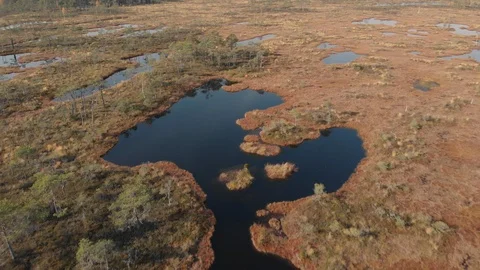 Aerial view of bog with small pine trees and ponds in Pilka bog, Latvia Stock Footage 97078376