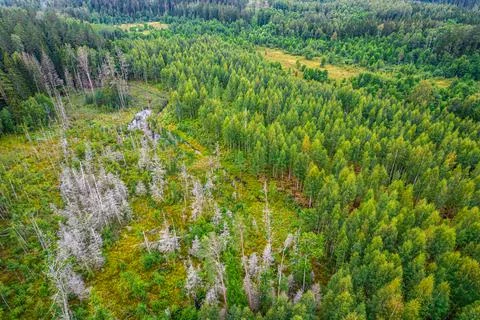 Aerial view of bogs, pine forest in different colors Stock Photos