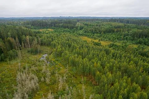 Aerial view of bogs, pine forest in different colors Stock Photos