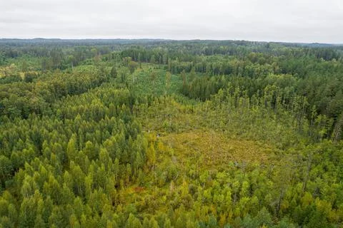 Aerial view of bogs, pine forest in different colors Stock Photos