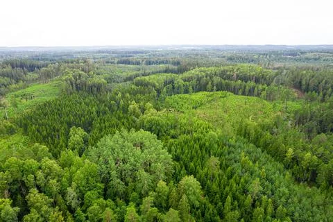 Aerial view of bogs, pine forest in different colors Stock Photos