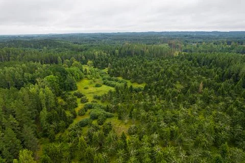 Aerial view of bogs, pine forest in different colors Stock Photos