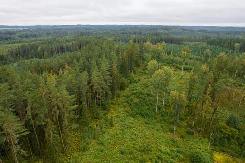 Aerial view of bogs, pine forest in different colors Stock Photos