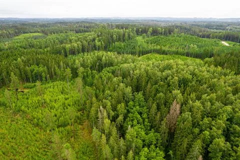 Aerial view of bogs, pine forest in different colors Stock Photos