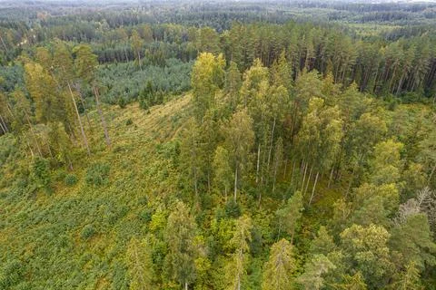 Aerial view of bogs, pine forest in different colors Stock Photos