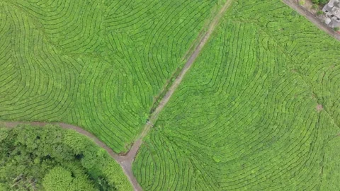 Aerial view of Bois Cheri tea plantation, Mauritius. Stock Footage 346393050