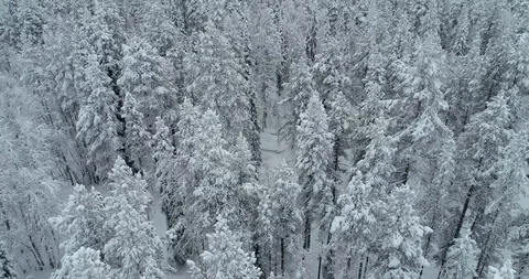 Aerial view of boreal forest covered by white beautiful snow Stock Footage 122221101