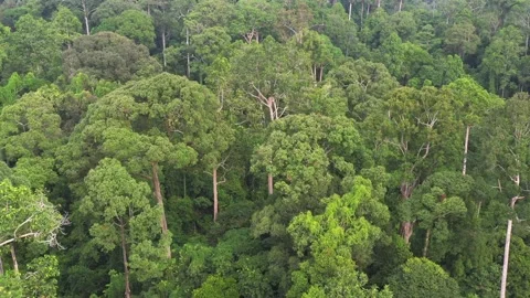 Aerial view of the Borneo rainforest. Stock Footage 149281662