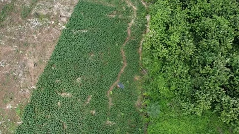 Aerial view of the boundary between forest and fields Stock-Footage 279251421