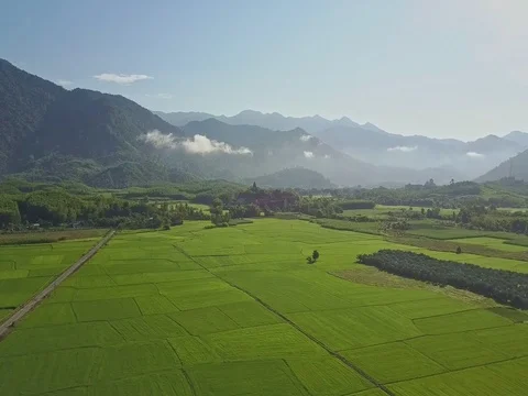 Aerial View Boundless Rice Fields among Plants against Hills Stock Footage 77742553
