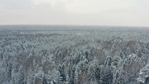 Aerial view of boundless winter forest landscape Stock-Footage 117597981