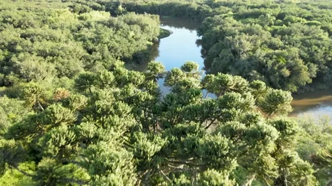 Aerial view of a Brazilian pine tree showing the riparian forest of the Vidéo 205848477