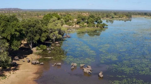 Aerial view of a breeding herd of elephants with young calves standing and Stock-Footage 112619072