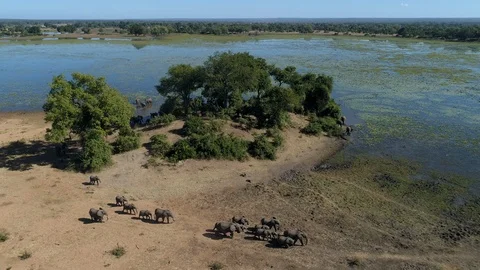 Aerial view of a breeding herd of elephants leaving a river after drinking, Stock-Footage 112619863