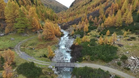 Aerial view, bridge, spruce tree, Susasca River, Grisons, Switzerland. Stock Footage 289969566
