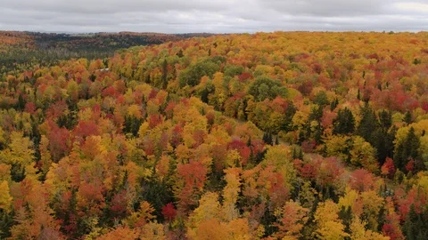 Aerial View of Bright fall leaf colors and road Stock Footage 97094227
