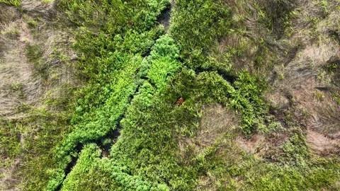 Aerial view of bright green algae pattern in marshland near Charleston SC Stock Footage 325490966