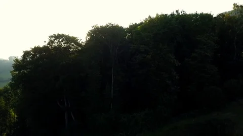 Aerial view of bright sunlight falling on green tree tops Stock Footage 120436658