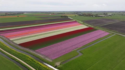 Aerial view of bright tulip fields glowing in springtime sunlight, Netherlands Stock Footage 313166608