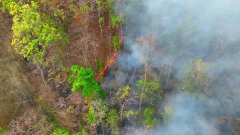 Aerial view of bright wildfire flames in dense forest. Video stock 332826890