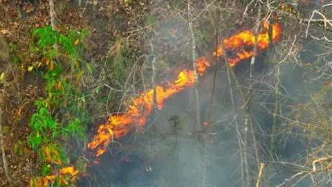 Aerial view of bright wildfire flames in dense forest. Video stock 332826933