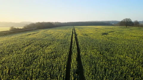 Aerial view of bright yellow crops and harvest tracks Stock Footage