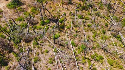Aerial View of Broken Tree Trunks in Damaged Woodland Stock Photos